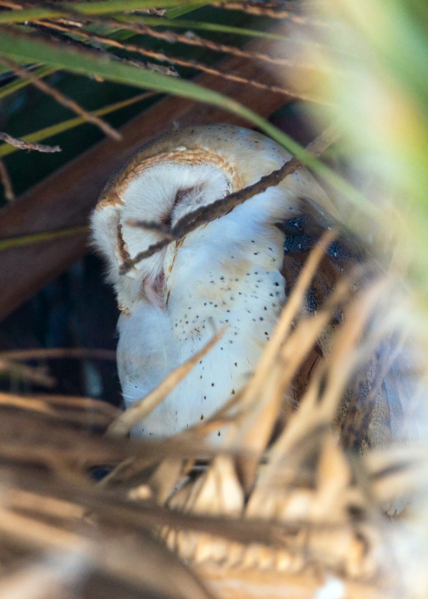 Barn Owl - ML620475583