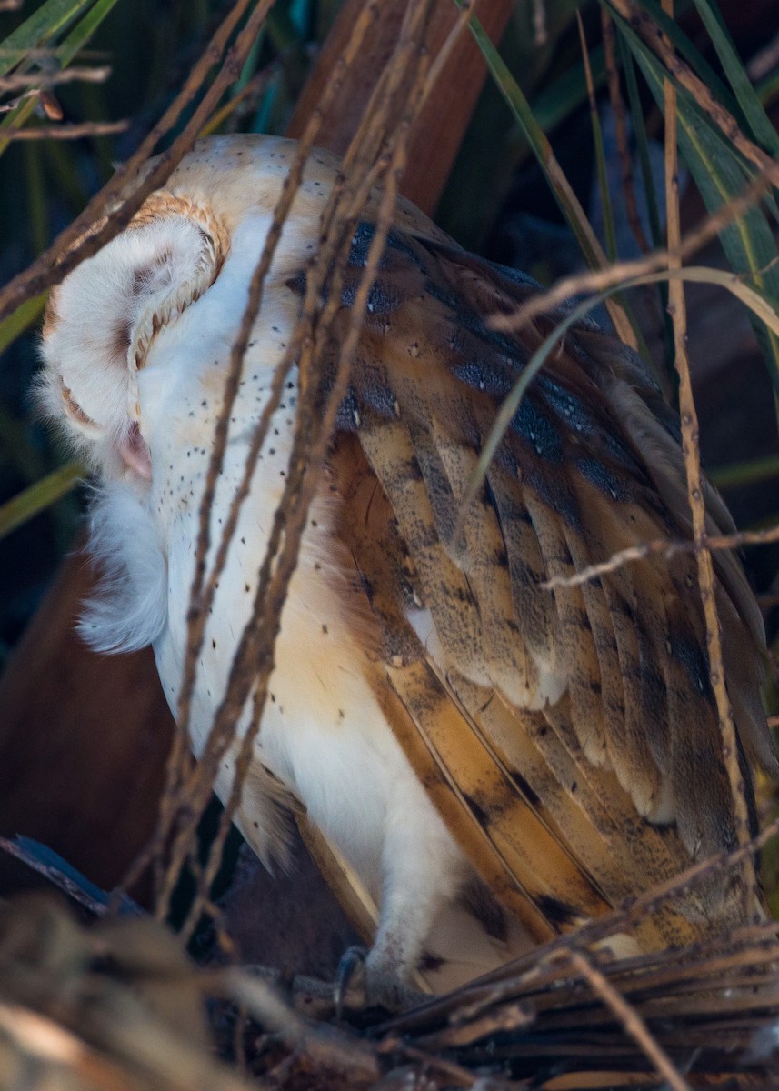 Barn Owl - ML620475585