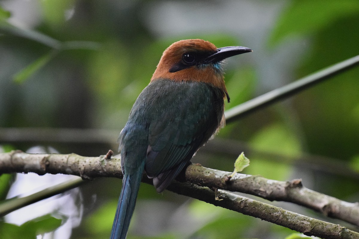 Broad-billed Motmot - ML620475586