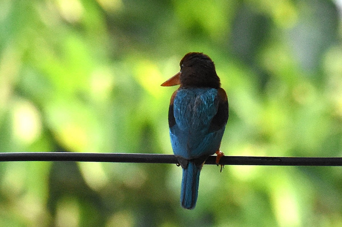 White-throated Kingfisher - ML620475587