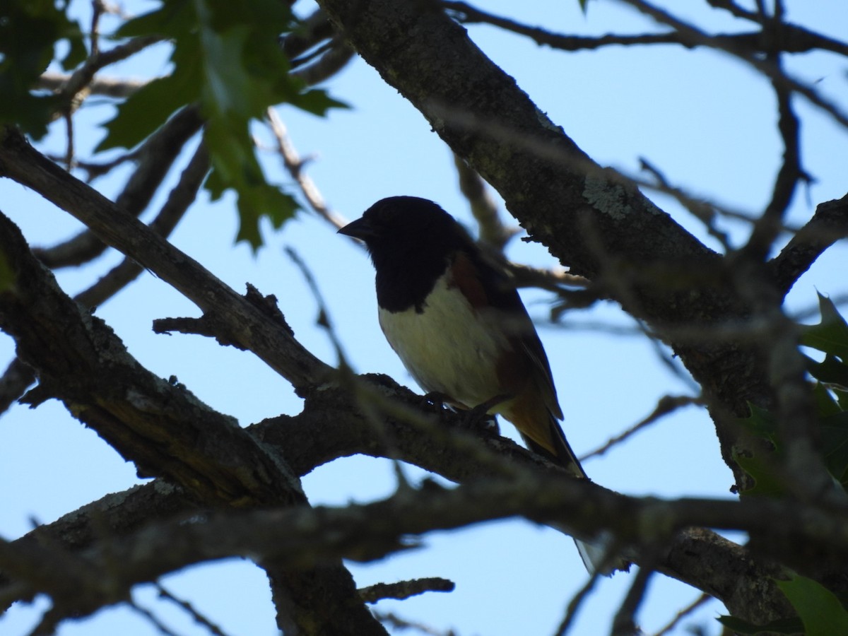 Eastern Towhee - ML620475591