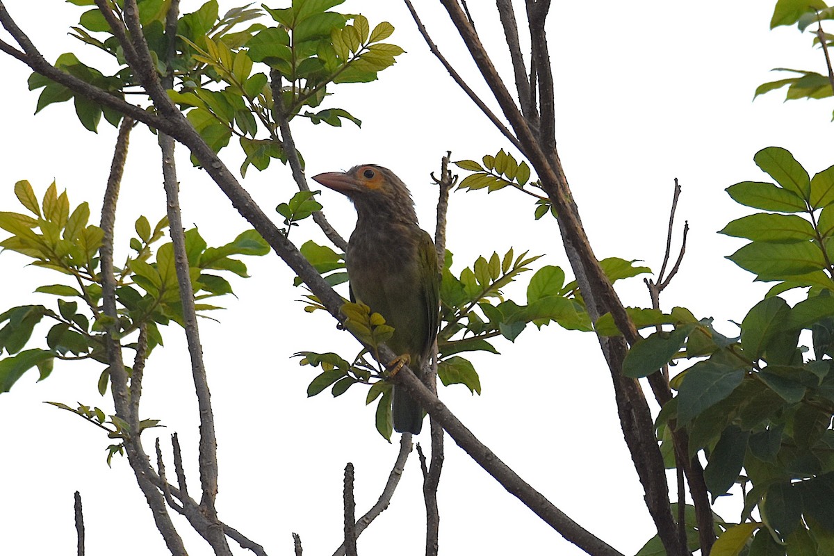 Brown-headed Barbet - ML620475593