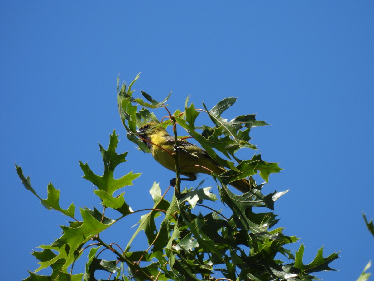 Orchard Oriole - ML620475597