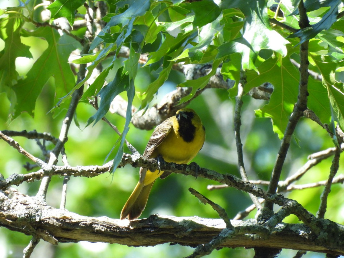 Orchard Oriole - ML620475598