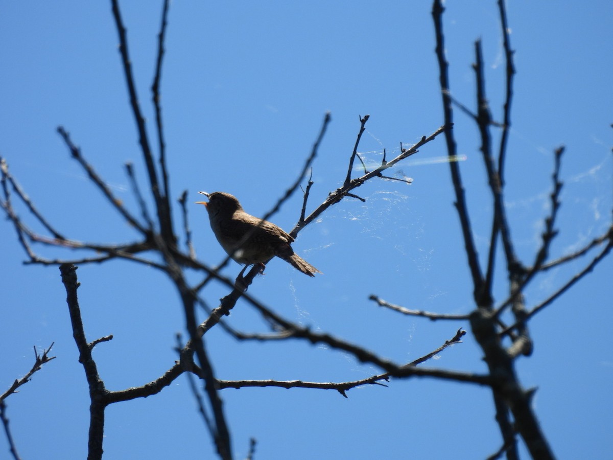 House Wren - Hailey Everhart