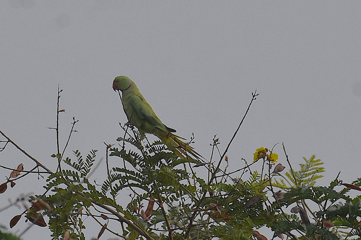 Rose-ringed Parakeet - ML620475608