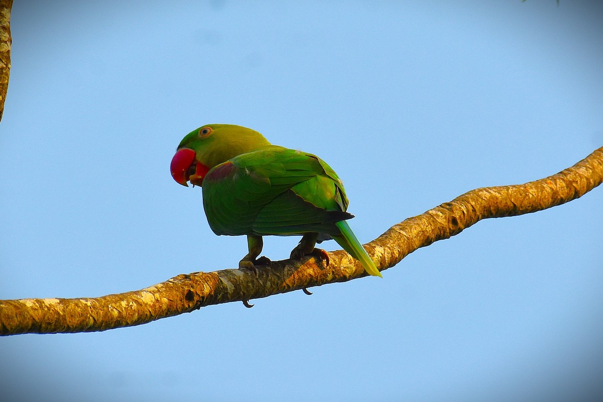 Rose-ringed Parakeet - ML620475609