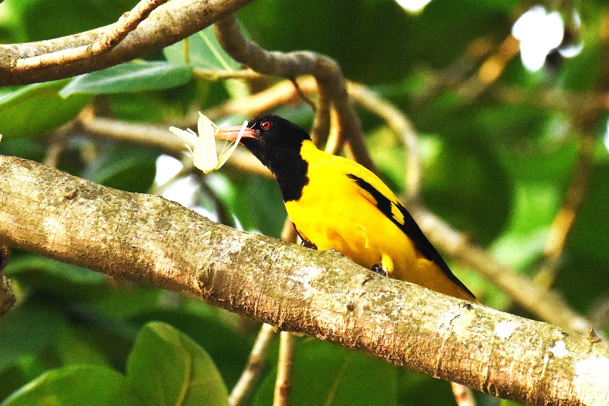 Black-hooded Oriole - ML620475611