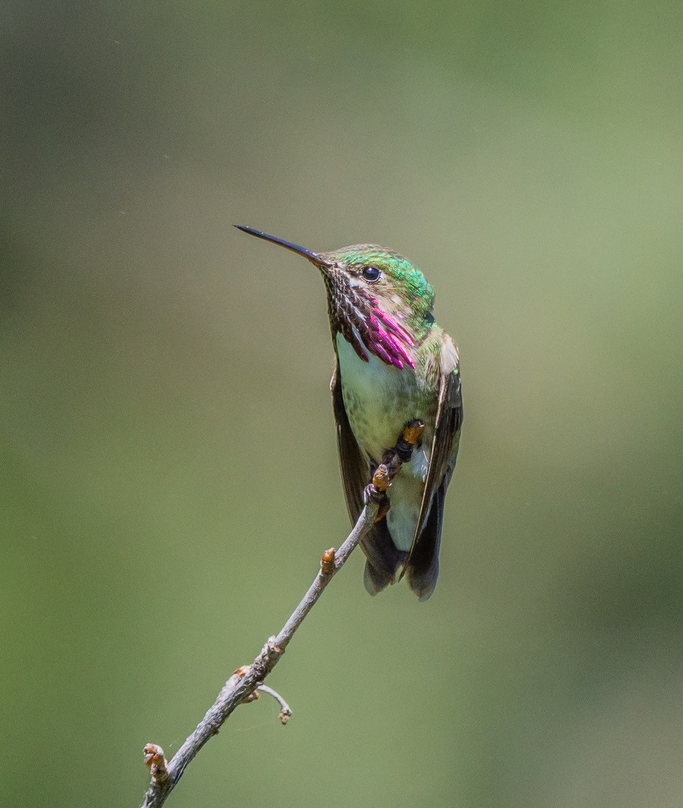 Calliope Hummingbird - ML620475615