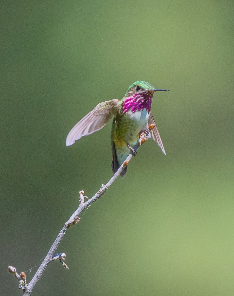 Calliope Hummingbird - ML620475616