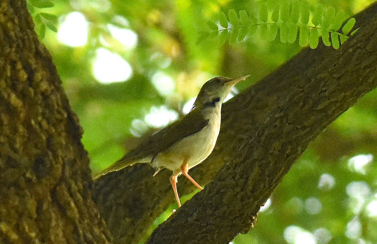 Rotstirn-Schneidervogel - ML620475626