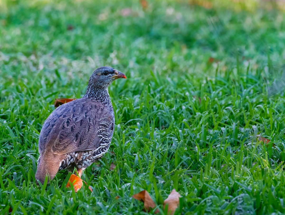 Natal Spurfowl - ML620475627