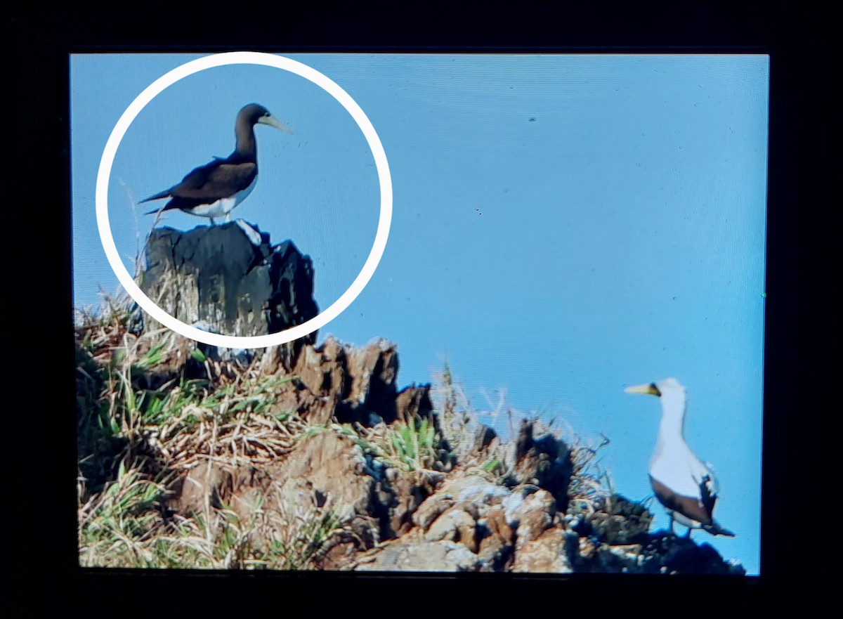 Brown Booby (Forster's) - ML620475634
