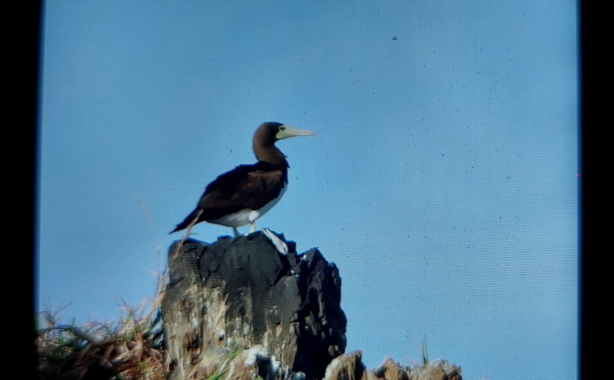Brown Booby (Forster's) - ML620475635