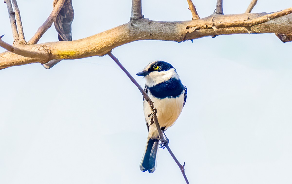 Chinspot Batis - ML620475636