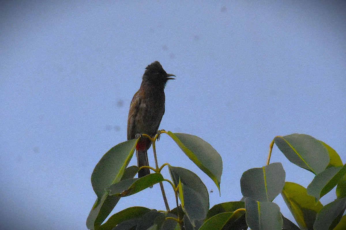 Red-vented Bulbul - ML620475637