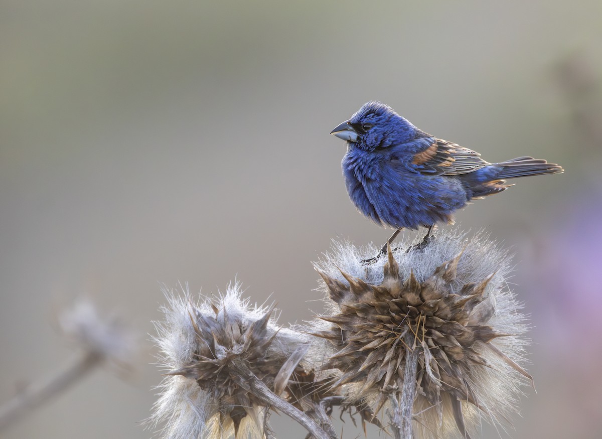 Blue Grosbeak - ML620475638