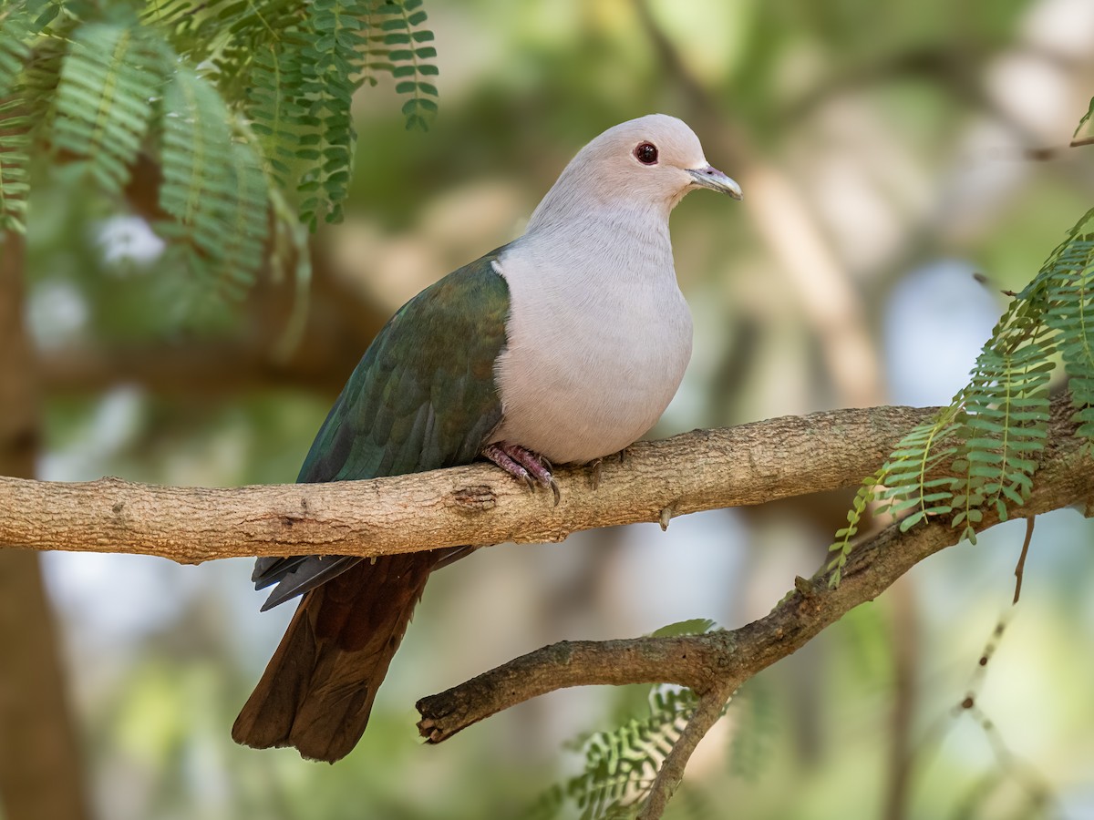 Green Imperial-Pigeon - ML620475643