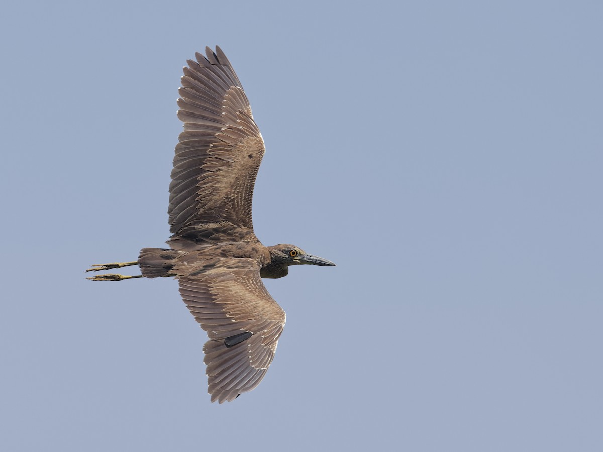 Yellow-crowned Night Heron - ML620475645