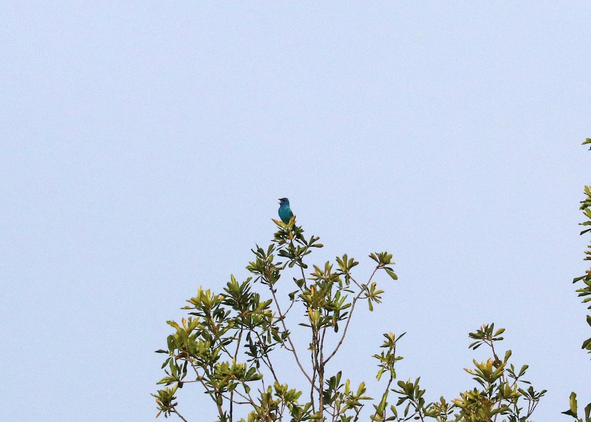 Indigo Bunting - ML620475650