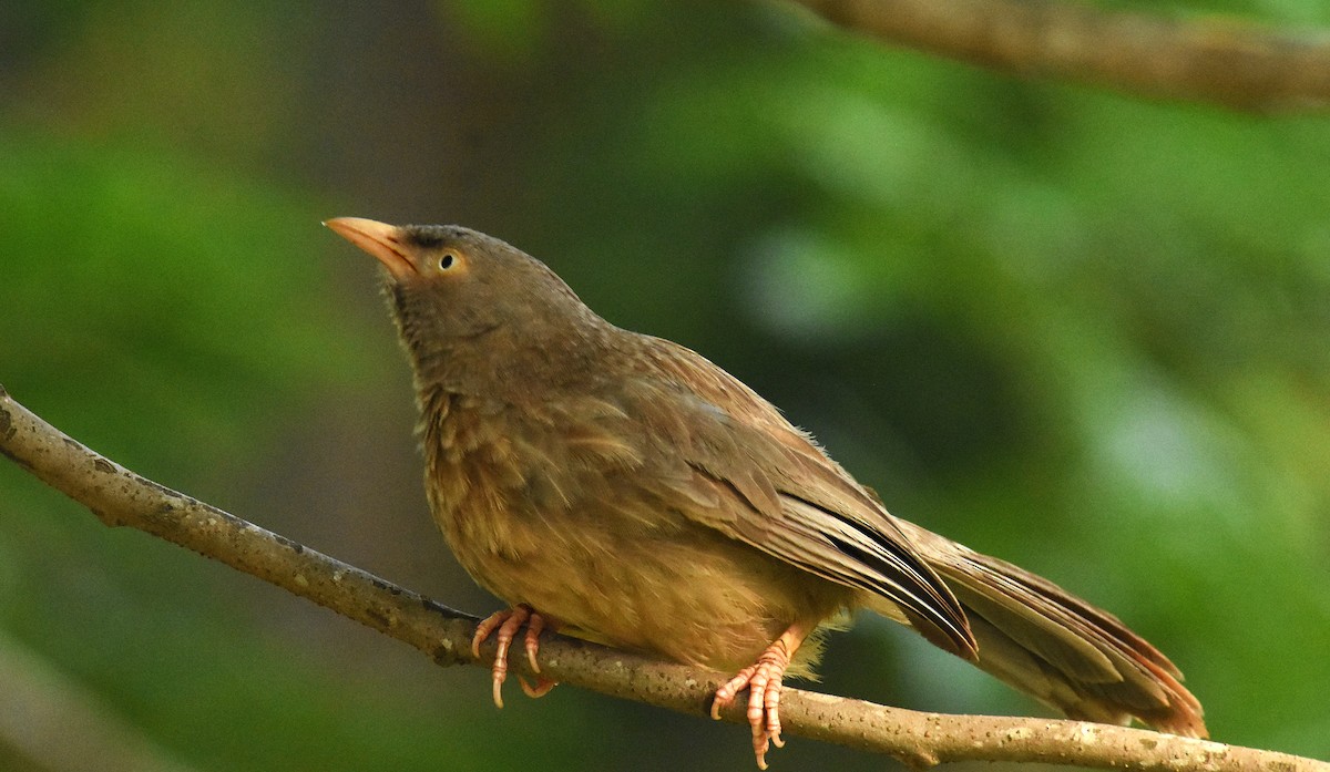 Jungle Babbler - ML620475652