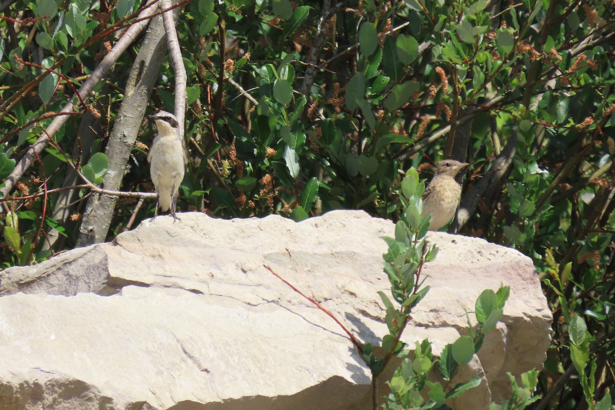 Northern Wheatear - ML620475653