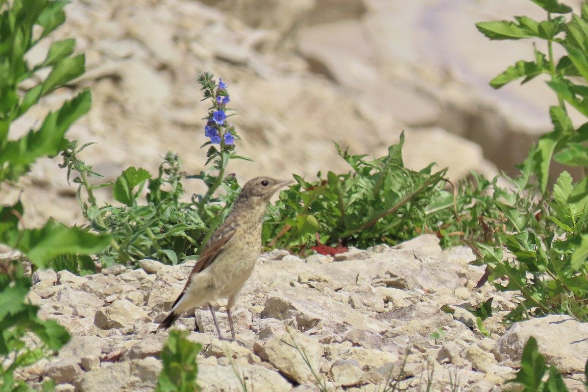 Northern Wheatear - ML620475654