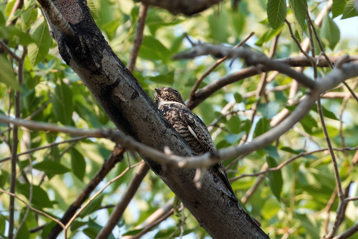 Common Nighthawk - ML620475657