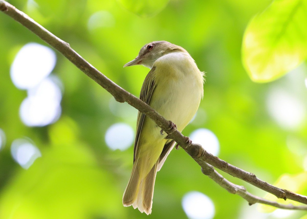 Vireo Verdiamarillo - ML620475658