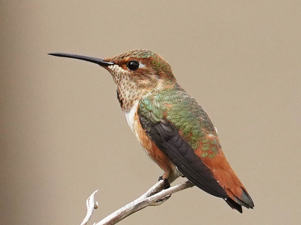 Colibrí de Allen - ML620475659