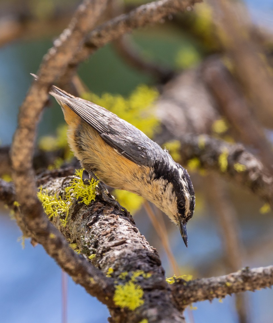 Red-breasted Nuthatch - ML620475660
