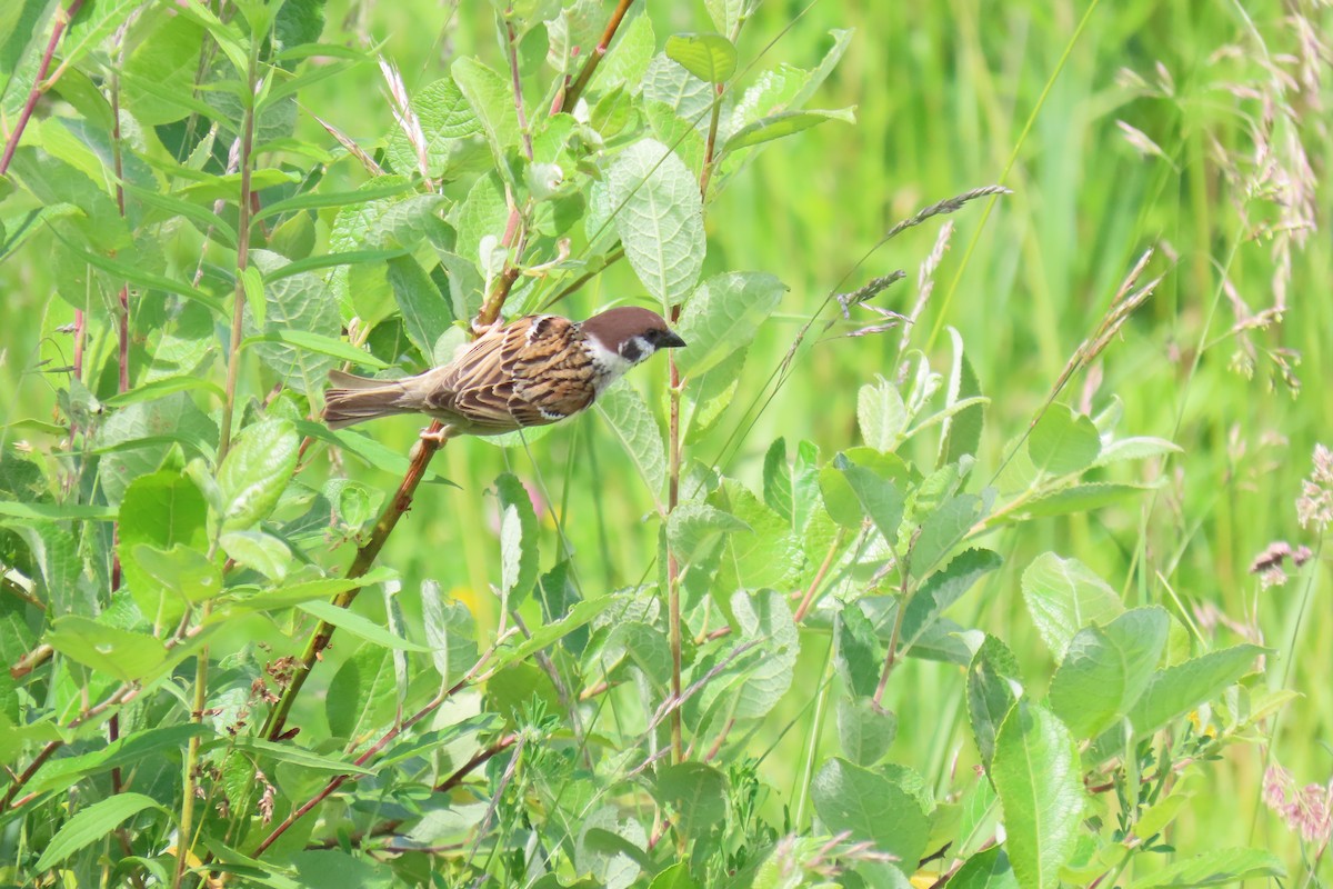 Eurasian Tree Sparrow - ML620475665