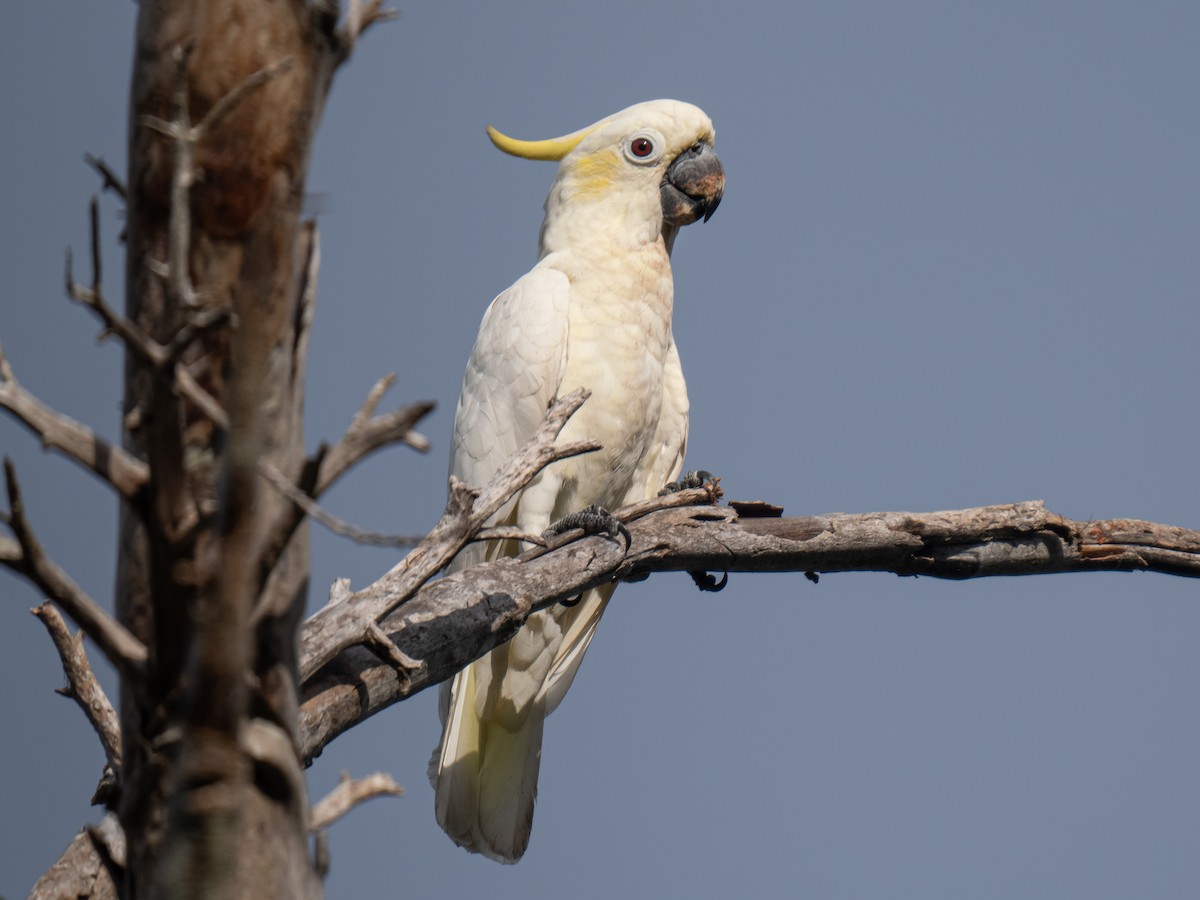 Yellow-crested Cockatoo - ML620475666