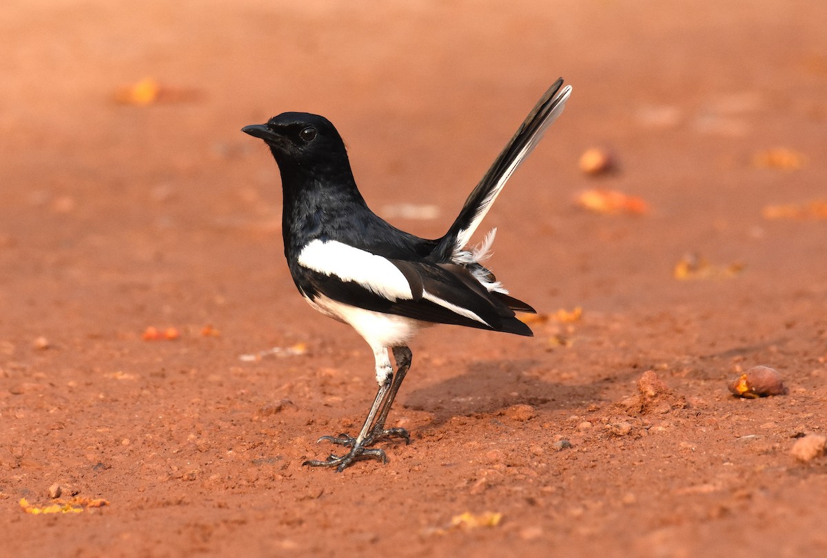 Oriental Magpie-Robin - ML620475671