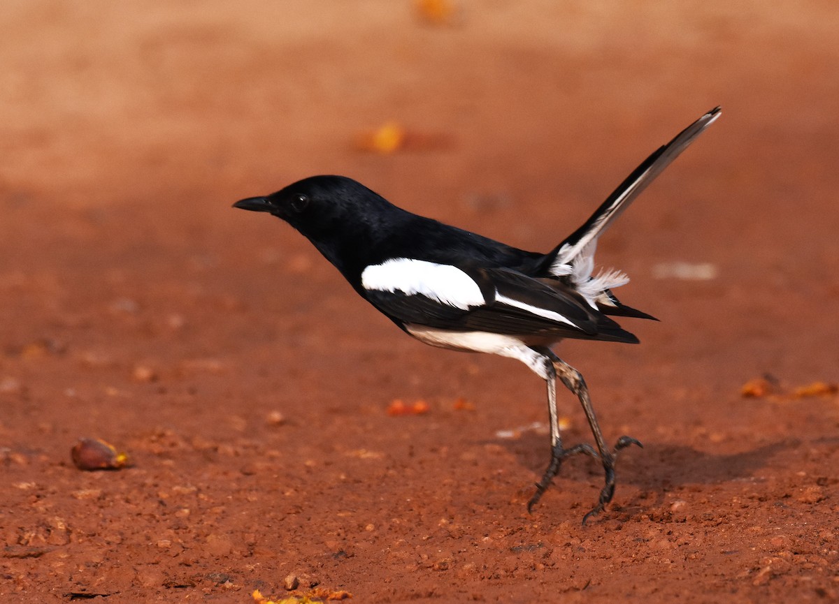 Oriental Magpie-Robin - ML620475672