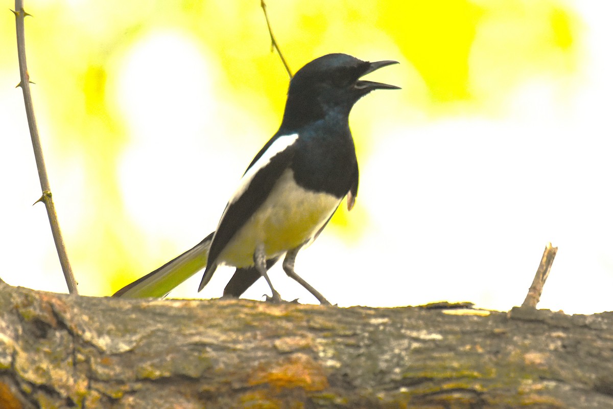 Oriental Magpie-Robin - ML620475673