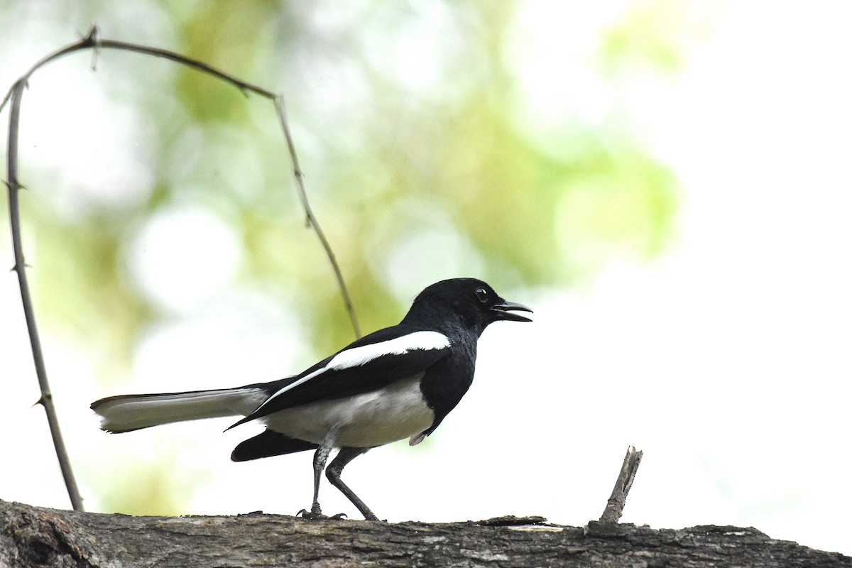 Oriental Magpie-Robin - ML620475674