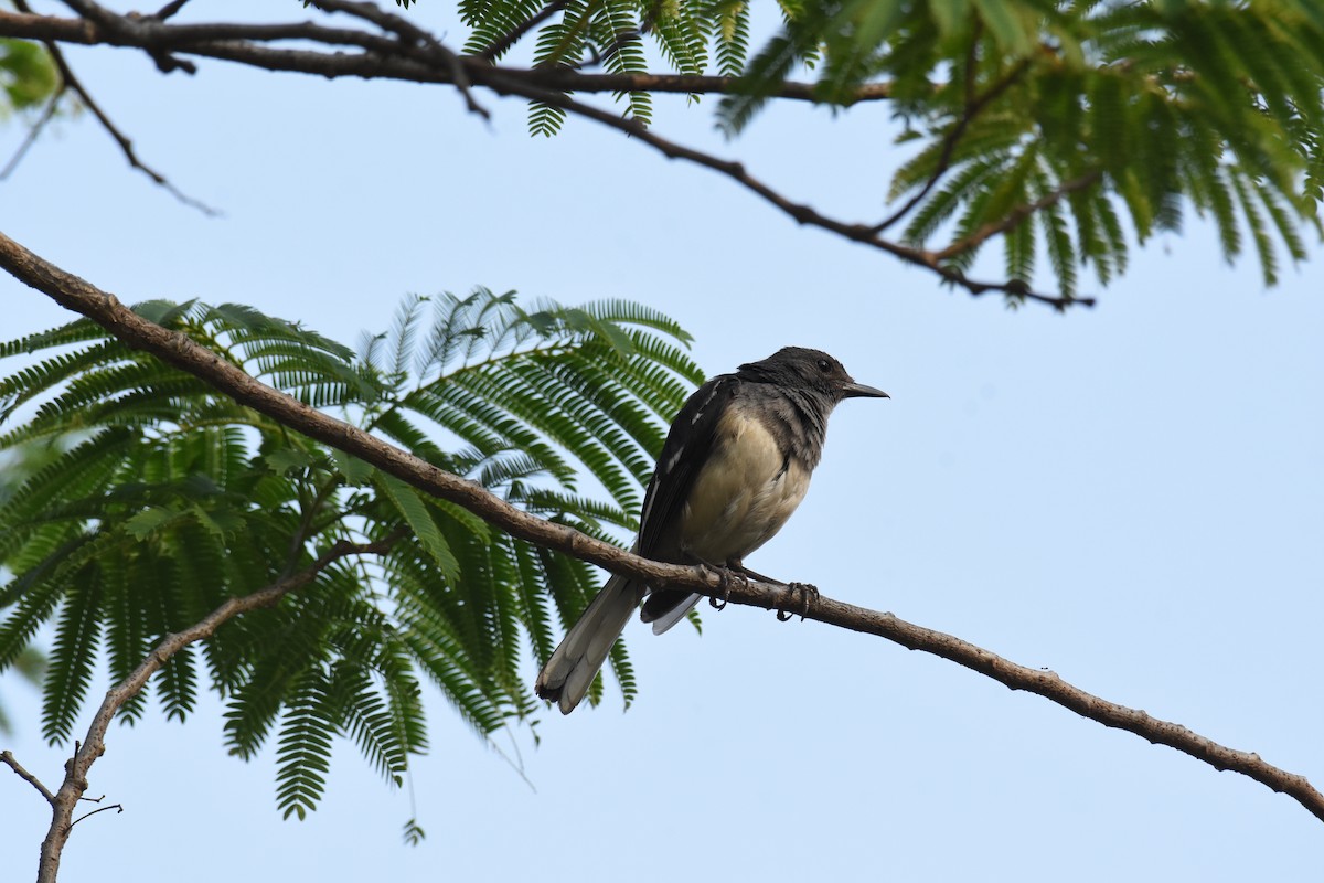 Oriental Magpie-Robin - ML620475675