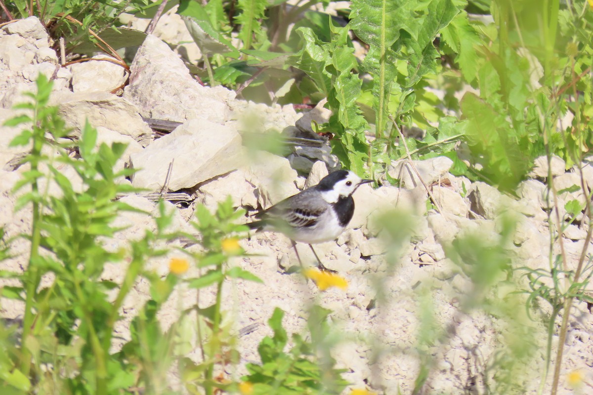 White Wagtail - ML620475677