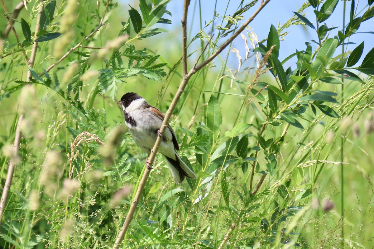 Reed Bunting - ML620475679