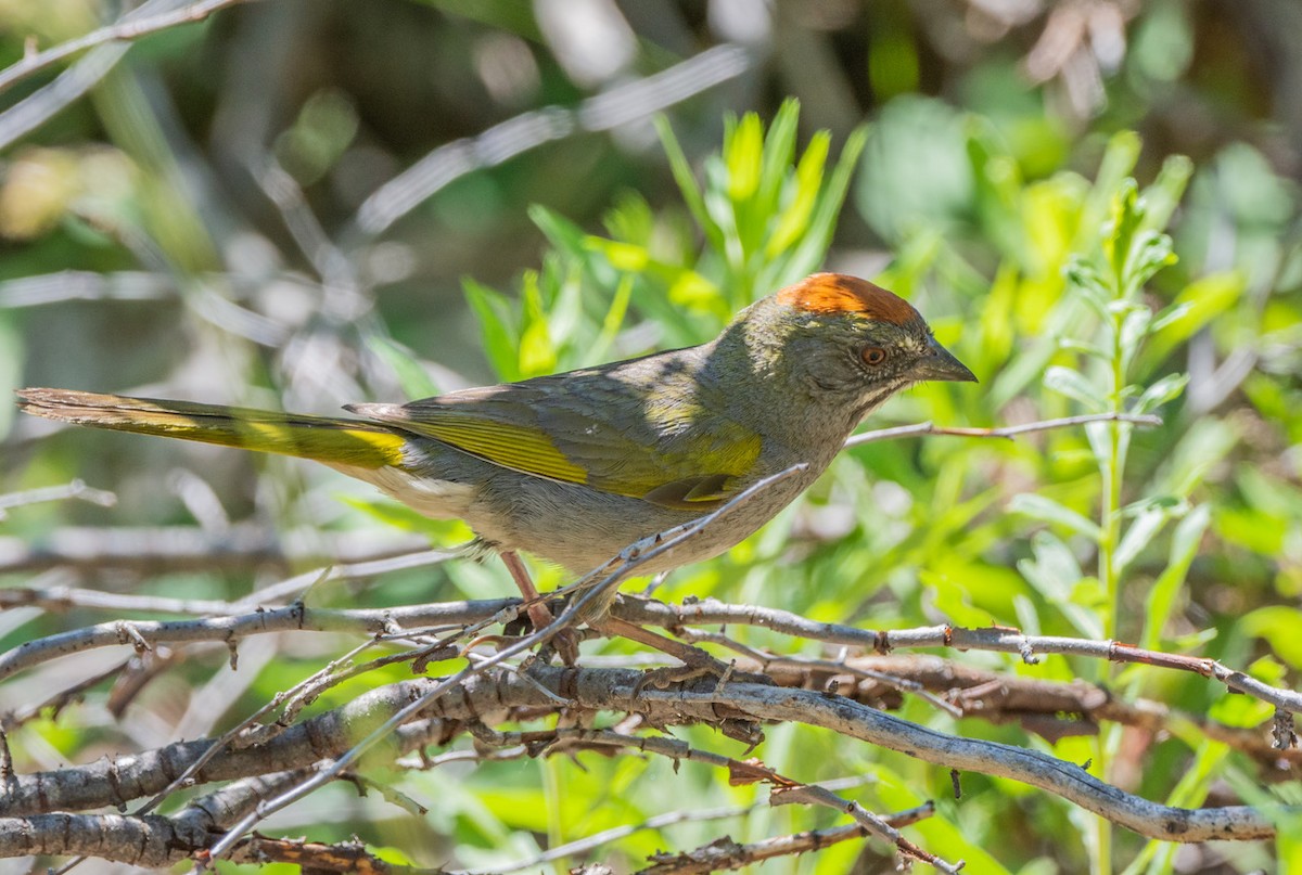 Green-tailed Towhee - ML620475680