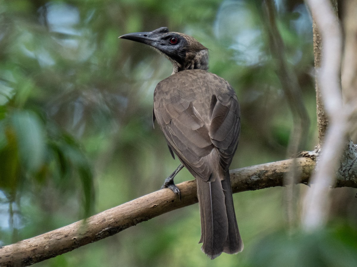 Helmeted Friarbird - Ivan Leshukov