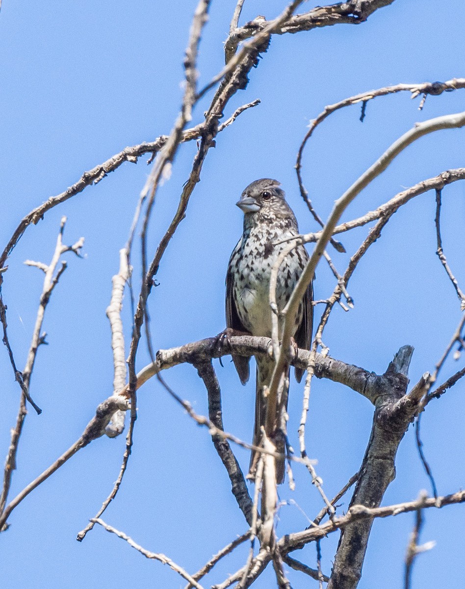 Fox Sparrow (Thick-billed) - ML620475689