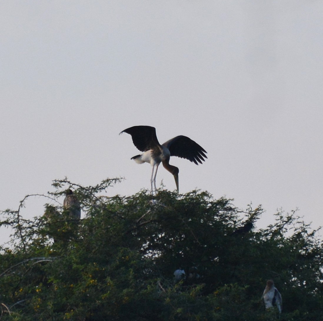 Painted Stork - ML620475692