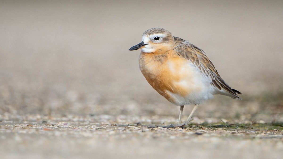 Red-breasted Dotterel - ML620475696