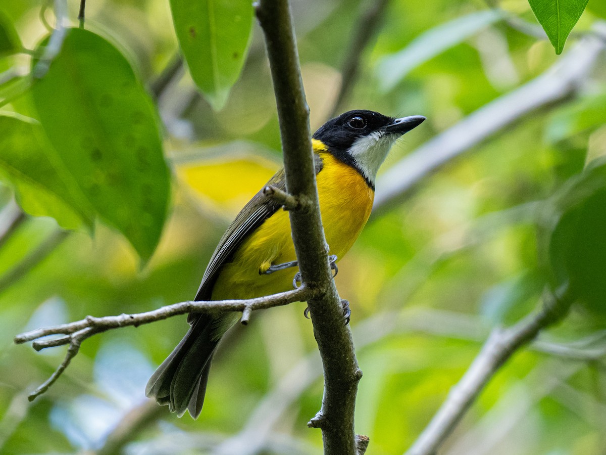 Tenggara Whistler - Ivan Leshukov