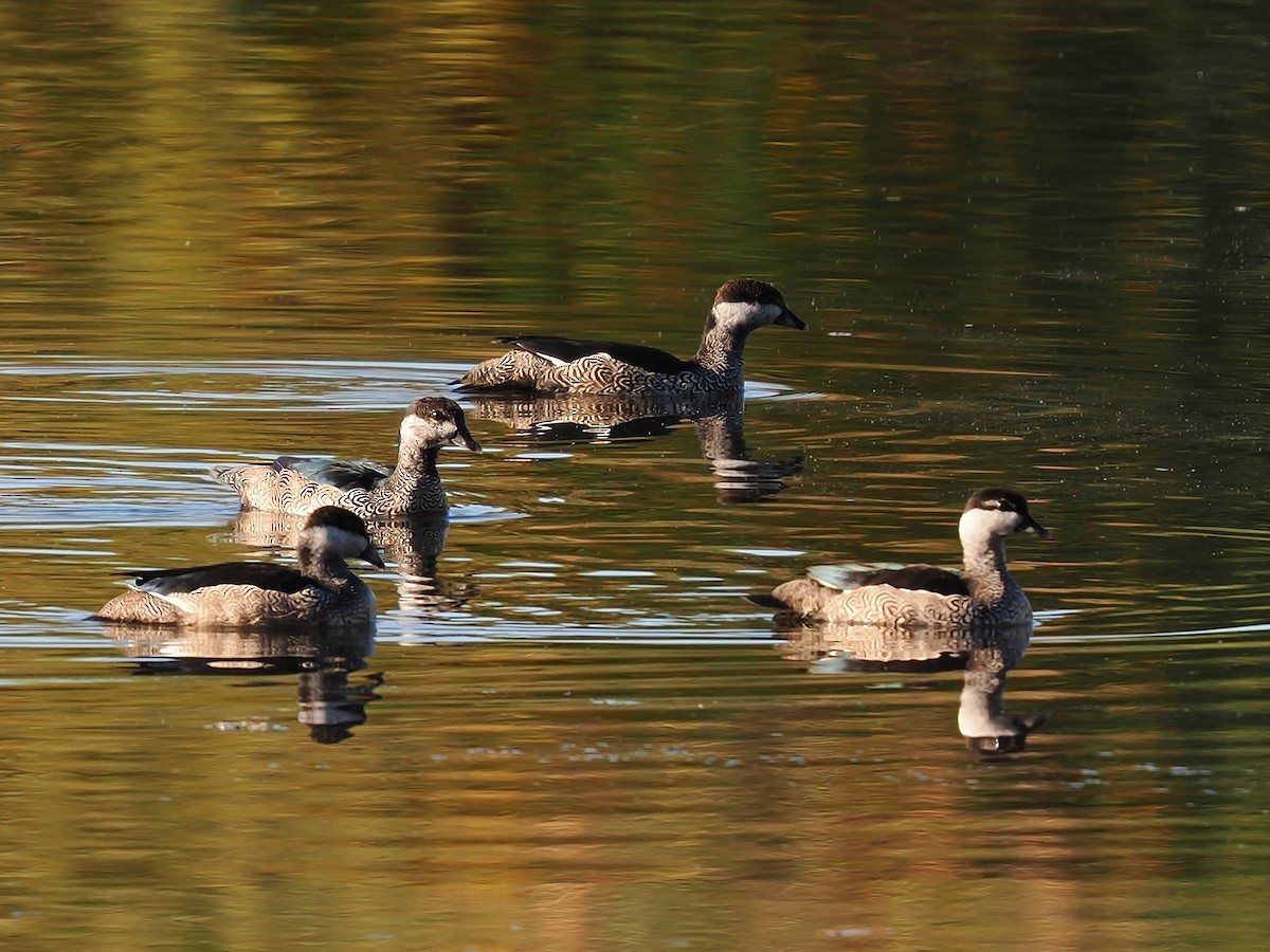 Green Pygmy-Goose - ML620475703