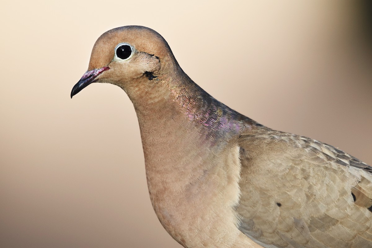 Mourning Dove - ML620475705