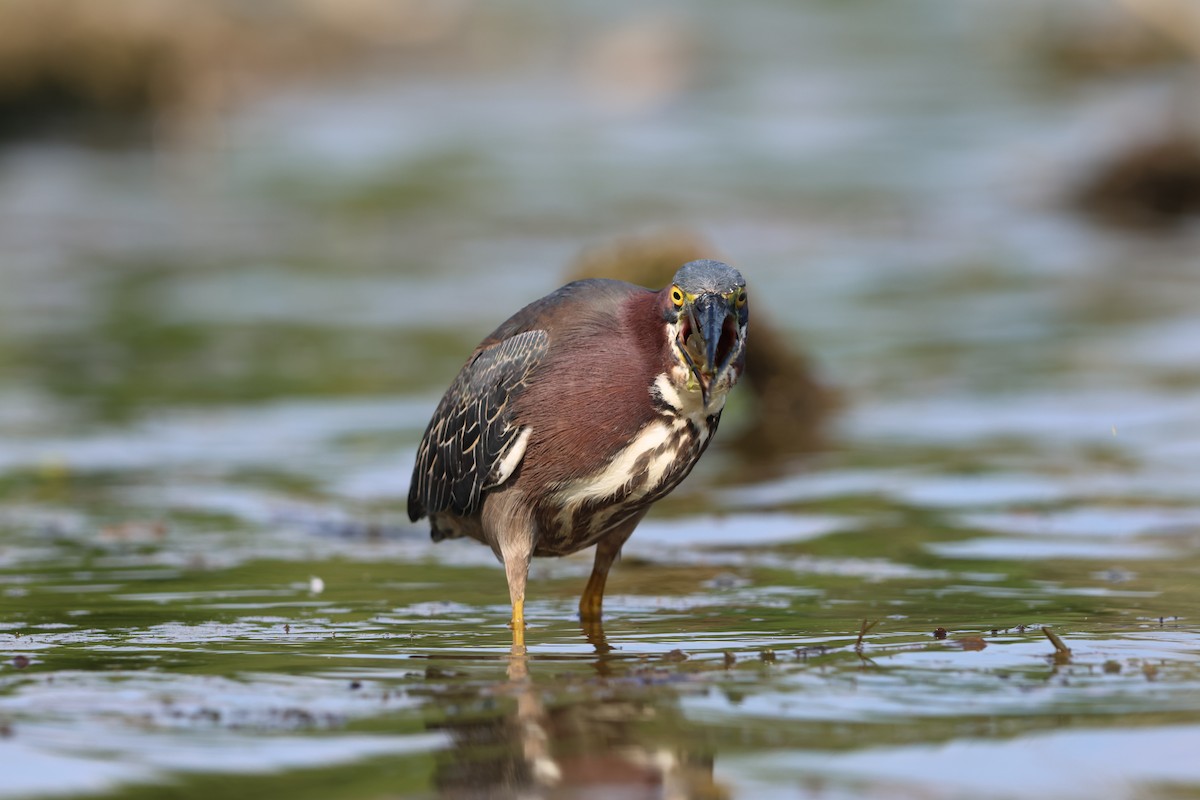 Green Heron - ML620475706