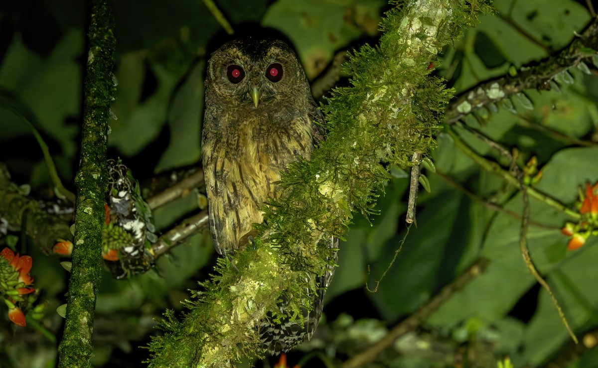 Mottled Owl (Mottled) - ML620475713